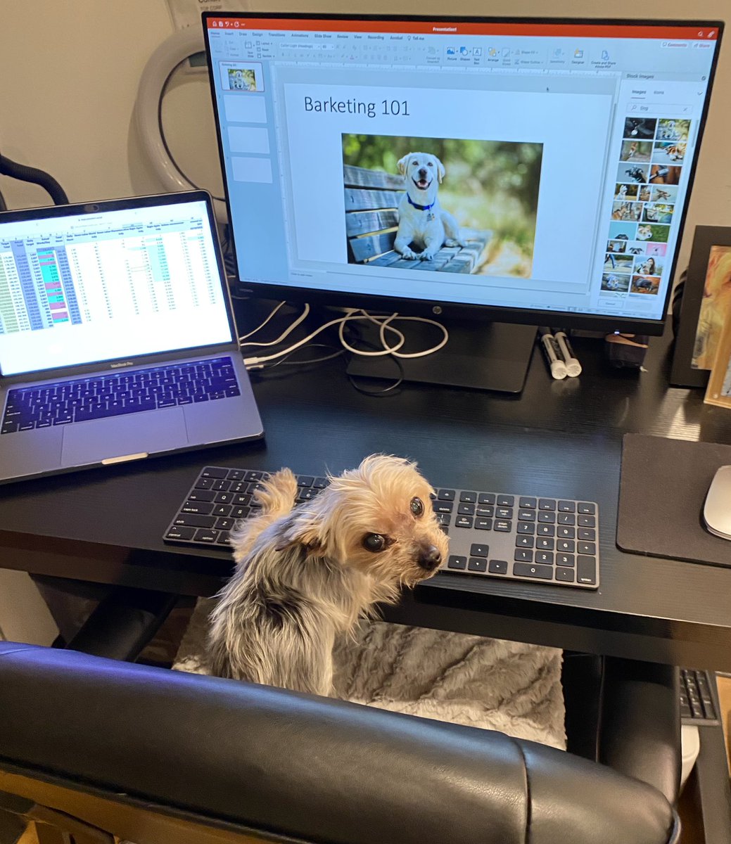 We are stoked about our newest hire, Callie, for Chief Barketing Officer. She comes highly recommended from Vanity Fur. Welcome, Callie!