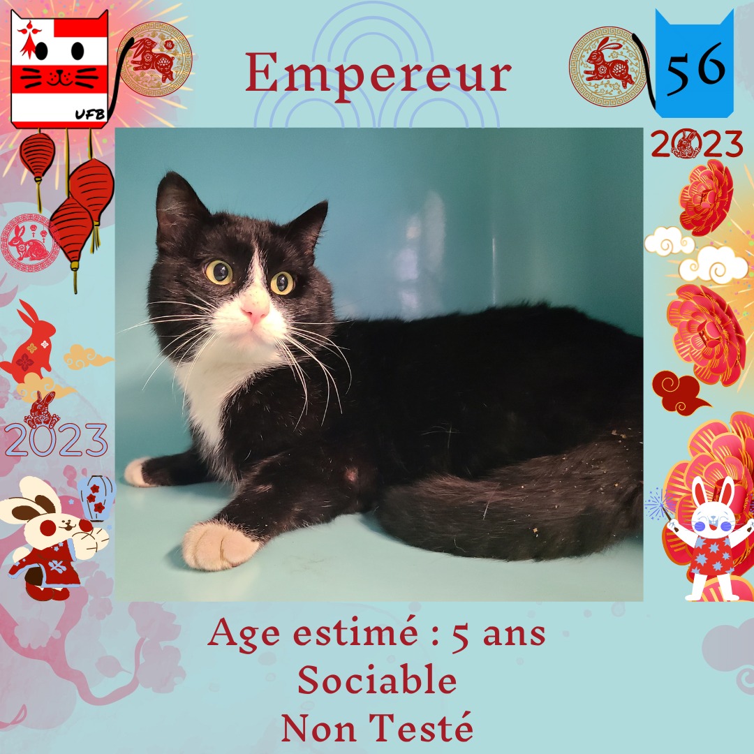 justineducern's tweet image. J ai 5 Ans 
Je suis triste , je suis pourtant un chat gentil et sociable
Mais il n y a pas encore de solution pour moi .
Vendredi arrive vite - et je ne voudrais pas mourir dans cette Fourrière du 56.
Une Famille peut m adopter pour me sauver
Contact: UFB
