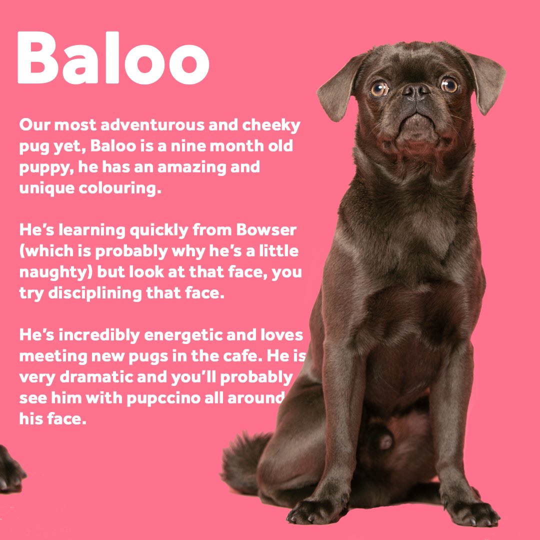 Have you met our puppy, Baloo? 
CuppaPug.com/bookings