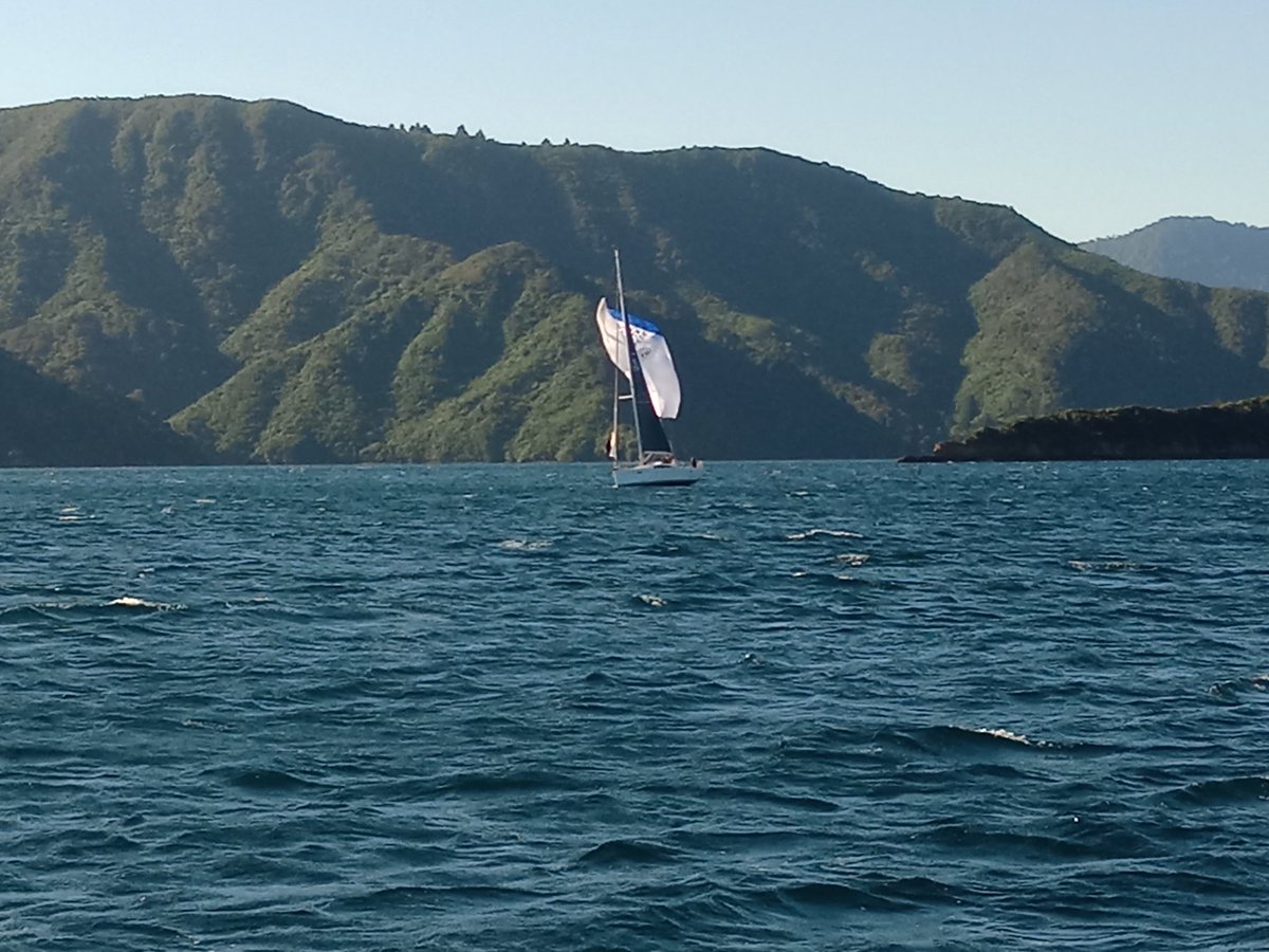 WaikawaBoating's tweet image. Versatile Summer Twilight Race 3 - Great night out on the water-
Photo’s taken by “Ash” crew on ‘@RayWhiteNZ ‘