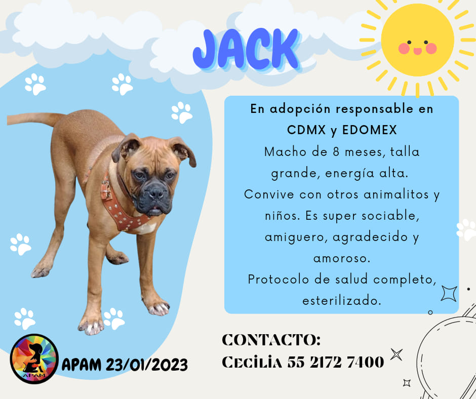 Jack en #adopcion responsable en #CDMX Y #EDOMEX