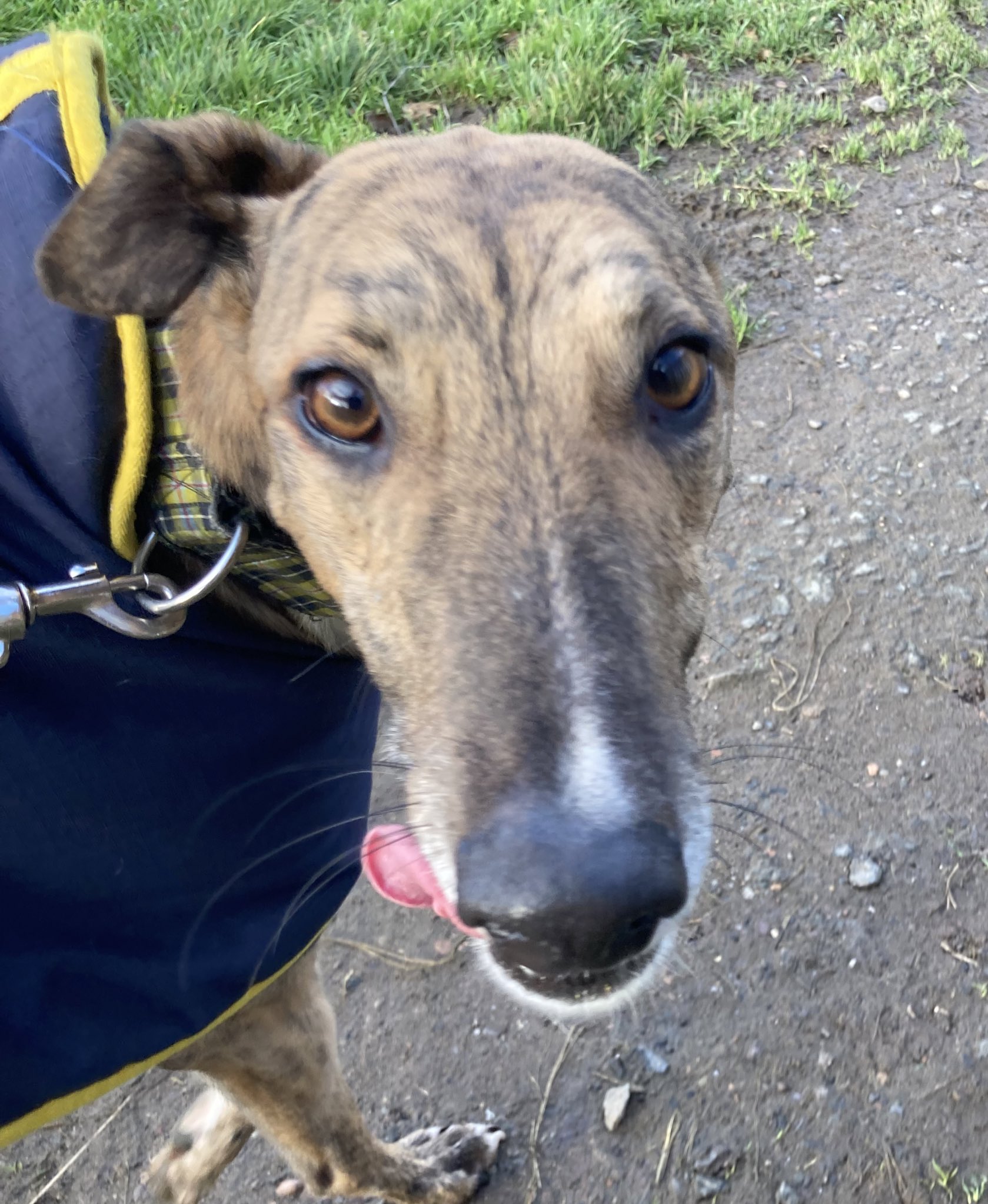 Greyhound Rescue Fife on Twitter "Matt (3)is affectionate,dorky