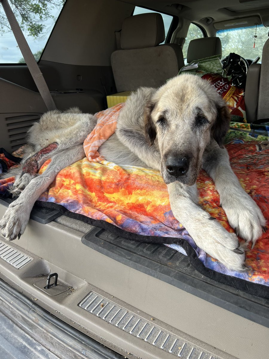 eco sister tweet media