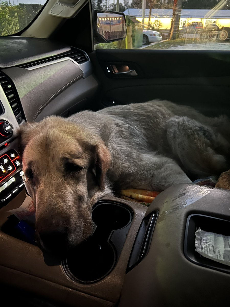 eco sister tweet media