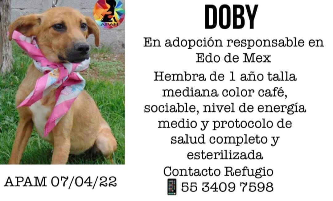 DOBY #ADOPCION #EDOMEX Protocolo completo