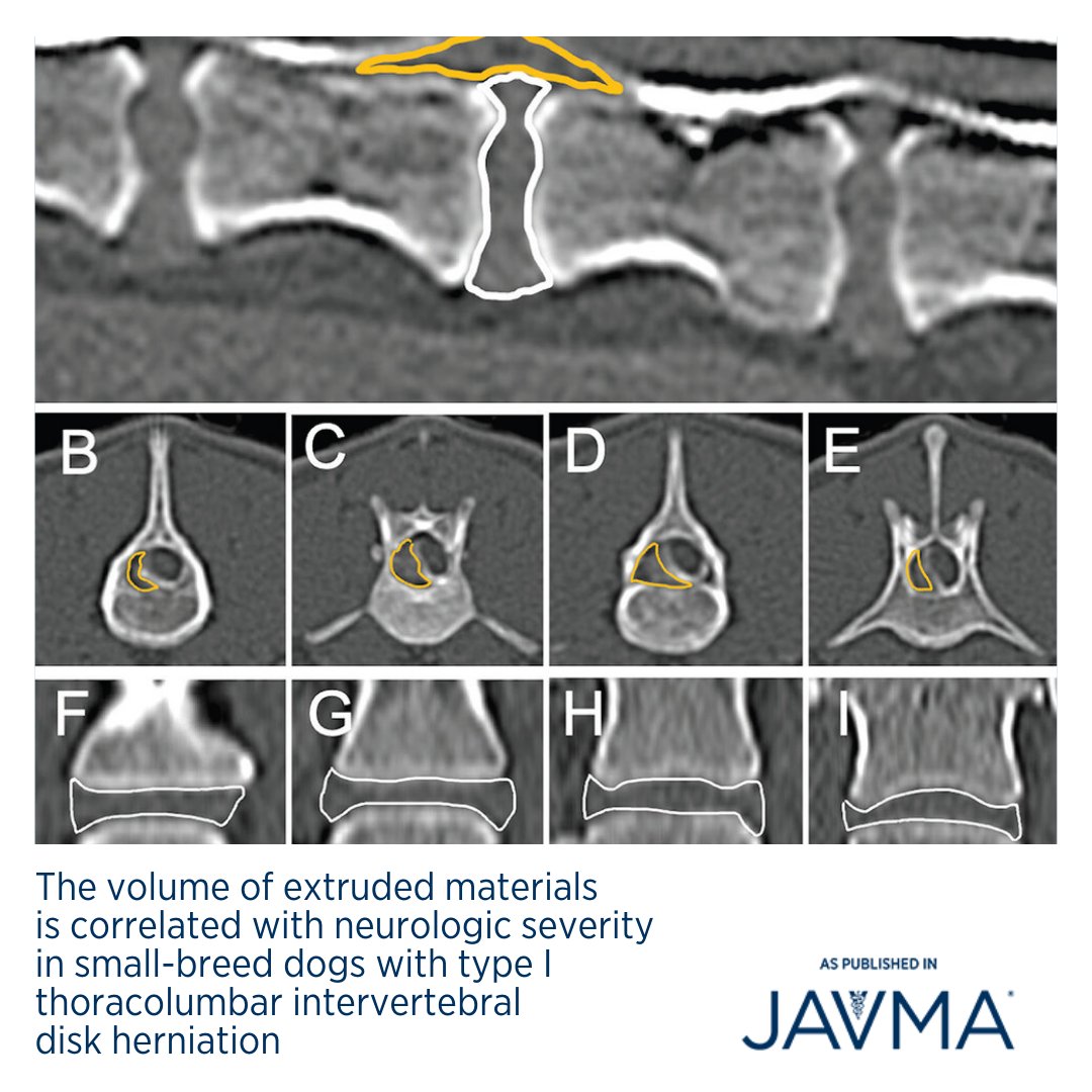 AVMAJAVMA's tweet photo. The total volume of affected intervertebral disks is larger in dogs with type I thoracolumbar intervertebral disk herniation. Learn more: https://t.co/C7iF84Jgow @ACVIM #neurology #neurosurgery #IVDD #IVDH #neuro πΆ https://t.co/p845pKS1XR