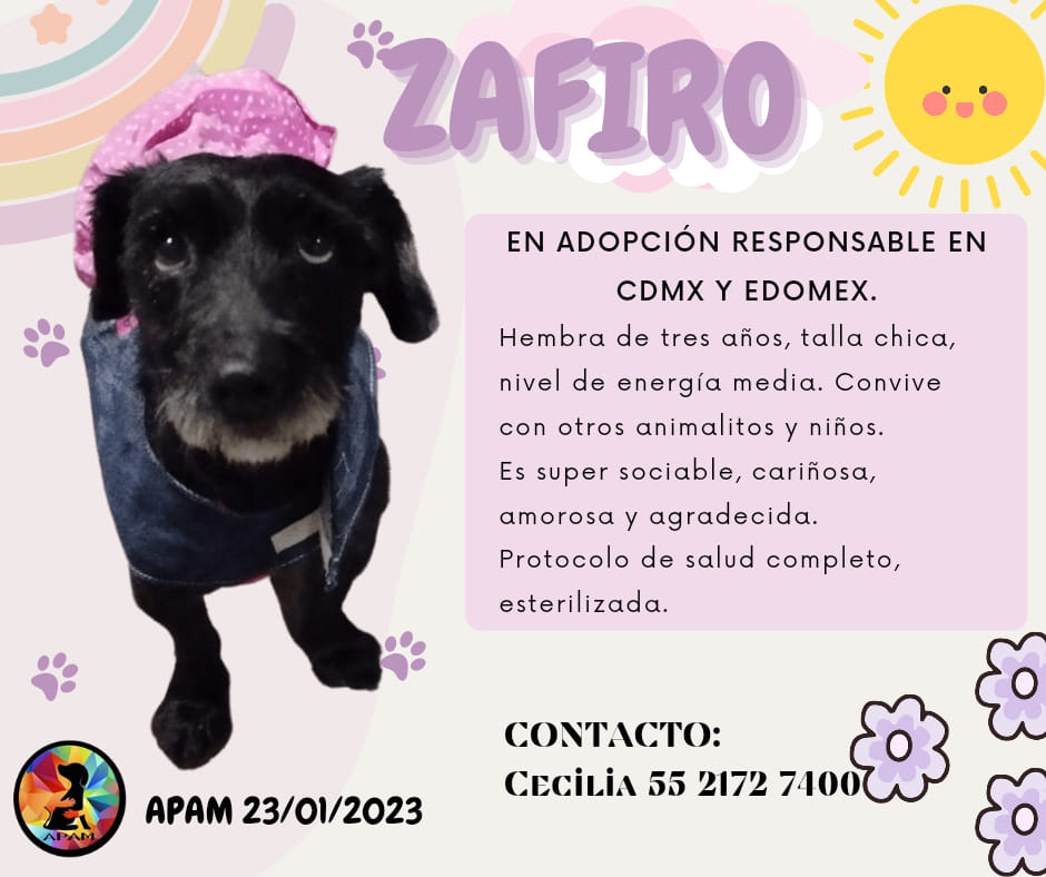 ZAFIRO #ADOPCIONRESPONSABLE #CDMX Y #EDOMEX protocolo de salud completo