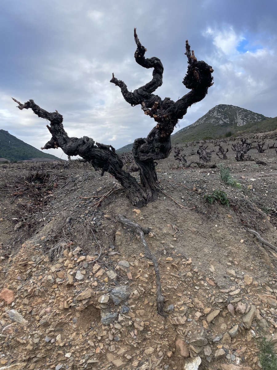 Our trusty centenarian vine, Hector, has just had his winter trim. Looking sharp there sir!