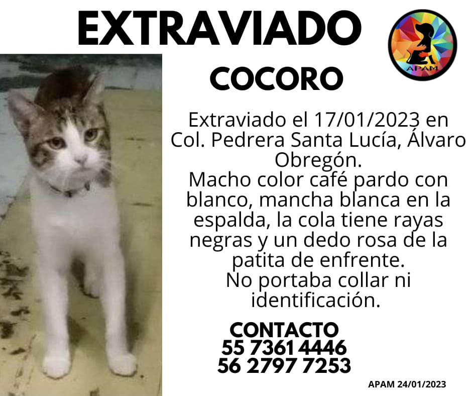 COCORO #EXTRAVIADO en Col Pedrera Santa Lucia Alvaro Obregon, no portaba collar ni identificacion.