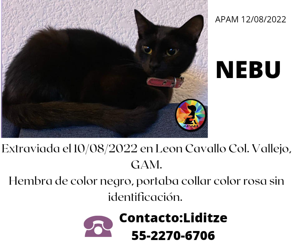 NEBU #EXTRAVIADO en León Cavallo Col. Vallejo #GAM no porta identificación