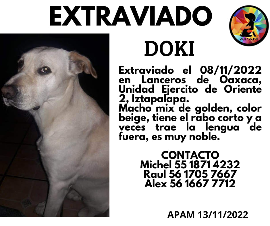 DOKI #EXTRAVIADO em Lanceros de Oaxaca unidad Ejercito de Oriente 2 #Iztapalapa seña particular tiene rabo corto y a veces trae la lengua de fuera.