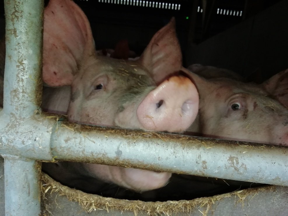 Dans le cadre du #ParcoursAvenir, les élèves volontaires de 3ème du <a href="/ClgPasteurStlo/">Collège Louis Pasteur (SAINT-LÔ)</a> ont pu découvrir les formations des Lycées <a href="/Curie_Corot/">Curie Corot</a> et <a href="/saintlothere/">saintlothere</a> ! Merci aux établissements pour leur accueil et la qualité de la présentation !