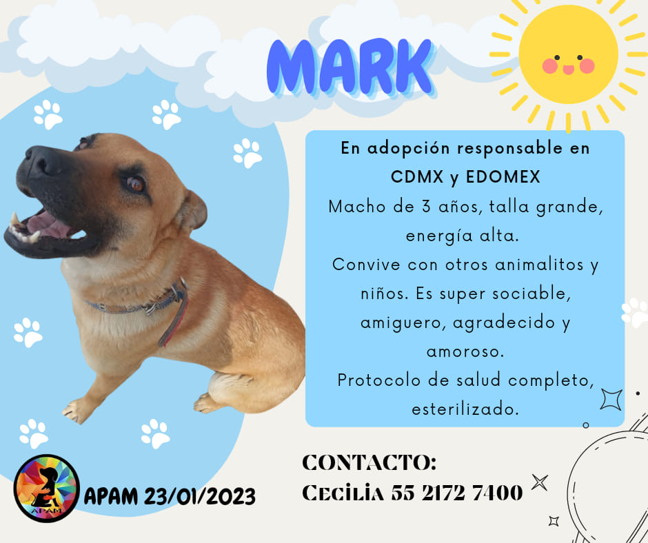 MARK #adopcionresponsable #CDMX Y EDOMEX protocolo de salud completo y #esterilizado