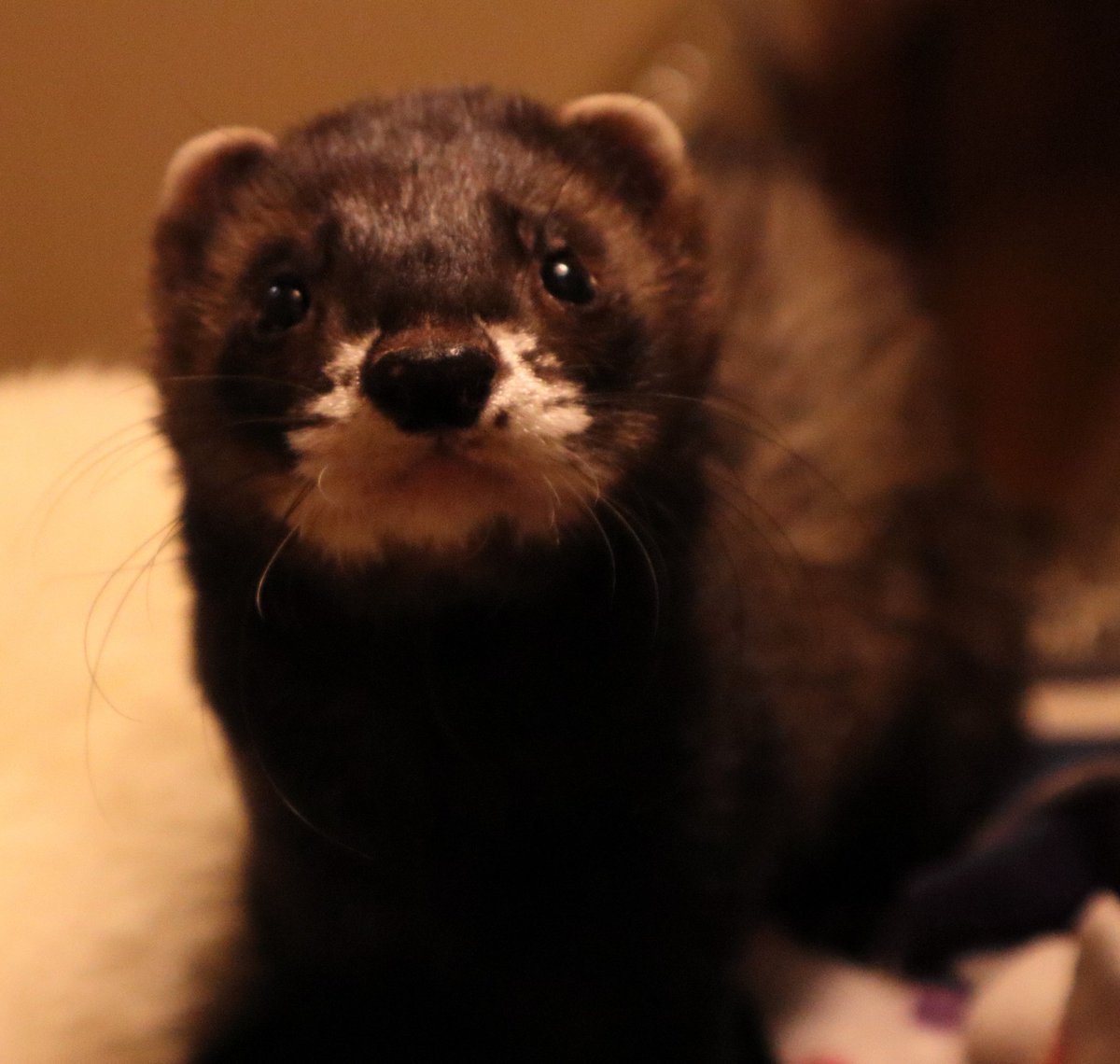 CrimFerret's tweet photo. ๐๐พ Alibi & Princess Myra ๐พ๐
#Ferrets #CrimTwitter #AcademicPets https://t.co/7fJn6Wx2Uq