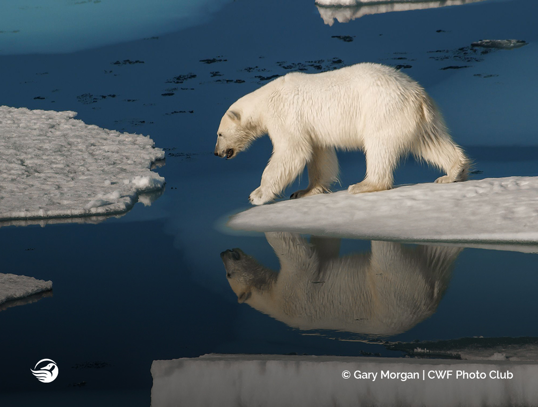 CWF_FCF's tweet image. The votes are in &amp;amp; we are so excited to share with you the 2022 #ReflectionsOfNature photo contest winner, Gary Morgan 🙌 He captivated the judges with this image of a Polar Bear and its reflection looking back at him🐻‍❄️

See our category winners 👉 ow.ly/zPHw50Mzk9f