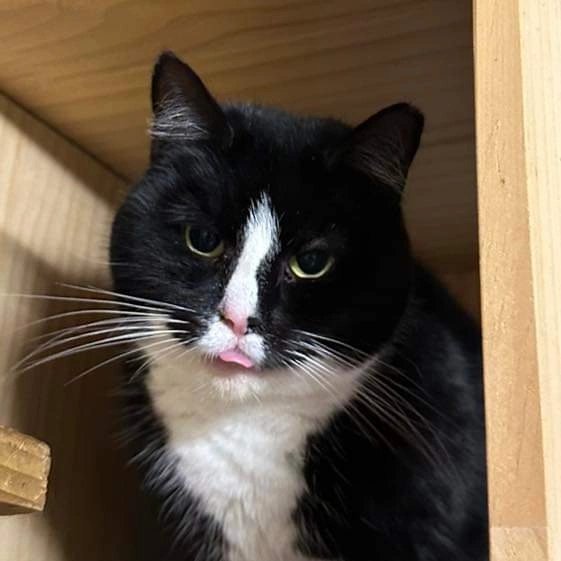 StrayCatsWM's tweet photo. Jolene and Calli…. They so desperately need a home together. Nervous, 2 year old girls who have made friends in care. They just want warmth, love and happiness. Surely it’s out there somewhere for them?
💔

Interested? Please do apply 
https://t.co/RhPcMHn22g ✔️ https://t.co/KOeLyUA9QM