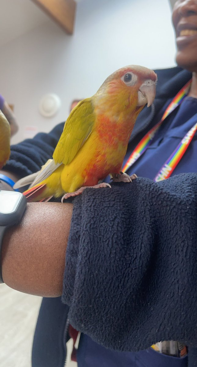 How are you expected to get work done when it’s animal safari day??🦨 <a href="/LathomPicu/">Lathom Suite PICU</a>