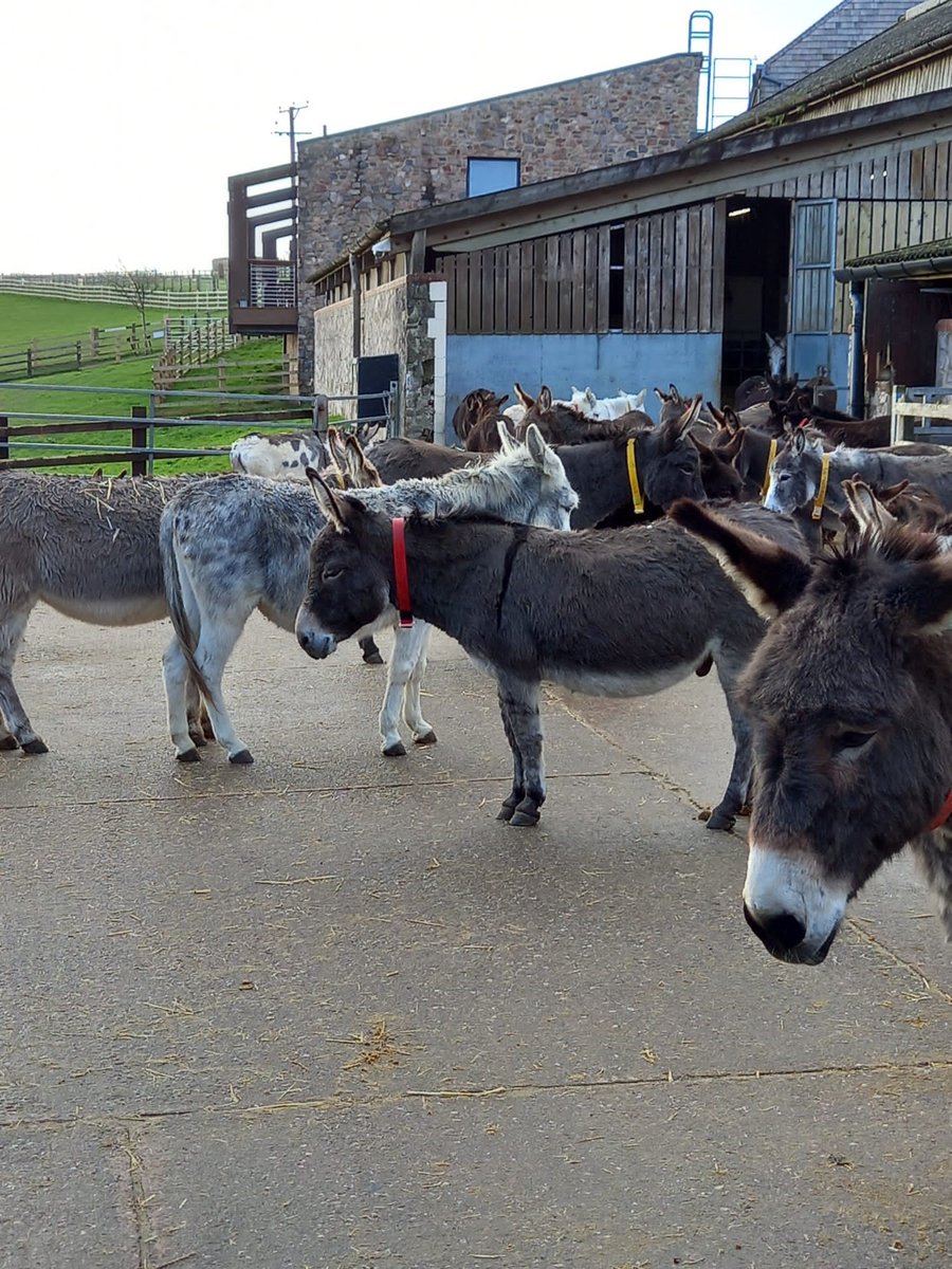 Focus5_BBO's tweet photo. What a lovely way to spend the day! Key Worker Tine had a great time at the Donkey Sanctuary with her young person for a wellbeing chat and confidence building! #TNLComFundESF #confidencebuilding #wellness https://t.co/c8f3oEMU6d