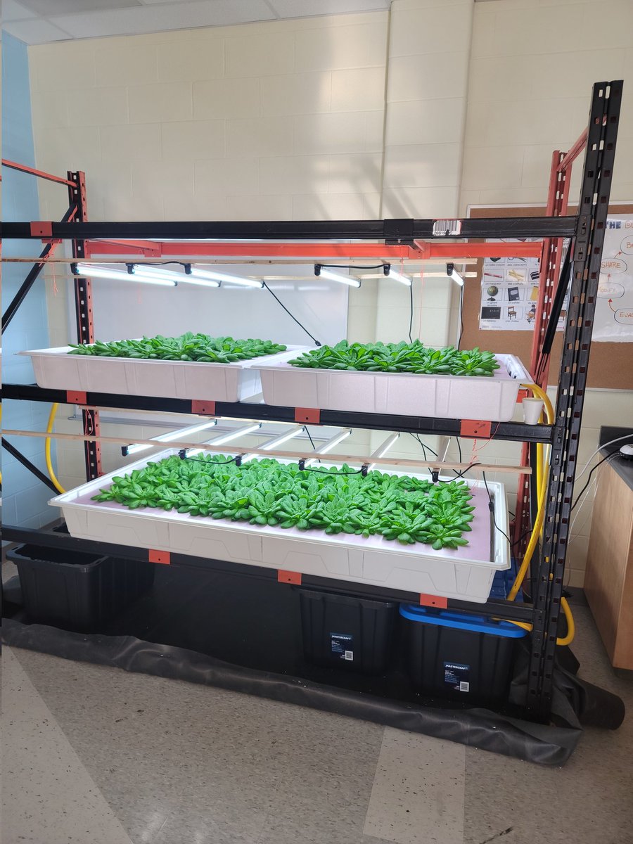 's tweet image. A lot-a-bit of snow(36cm to be exact) doesn't stop our grow! 

Students are in the process of designing supports for the fruits!

#wegrow #veritcalfarming
#hydroponic #authenticlearning #climateaction #hyperlocal