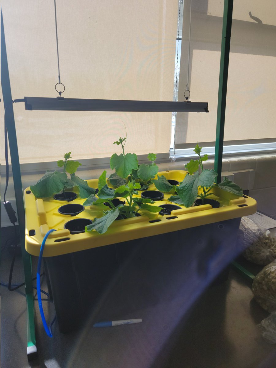 's tweet image. A lot-a-bit of snow(36cm to be exact) doesn't stop our grow! 

Students are in the process of designing supports for the fruits!

#wegrow #veritcalfarming
#hydroponic #authenticlearning #climateaction #hyperlocal