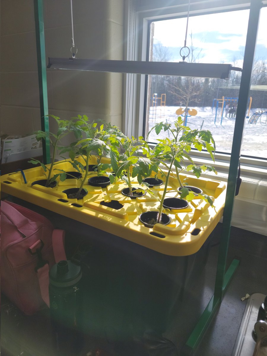 's tweet image. A lot-a-bit of snow(36cm to be exact) doesn't stop our grow! 

Students are in the process of designing supports for the fruits!

#wegrow #veritcalfarming
#hydroponic #authenticlearning #climateaction #hyperlocal