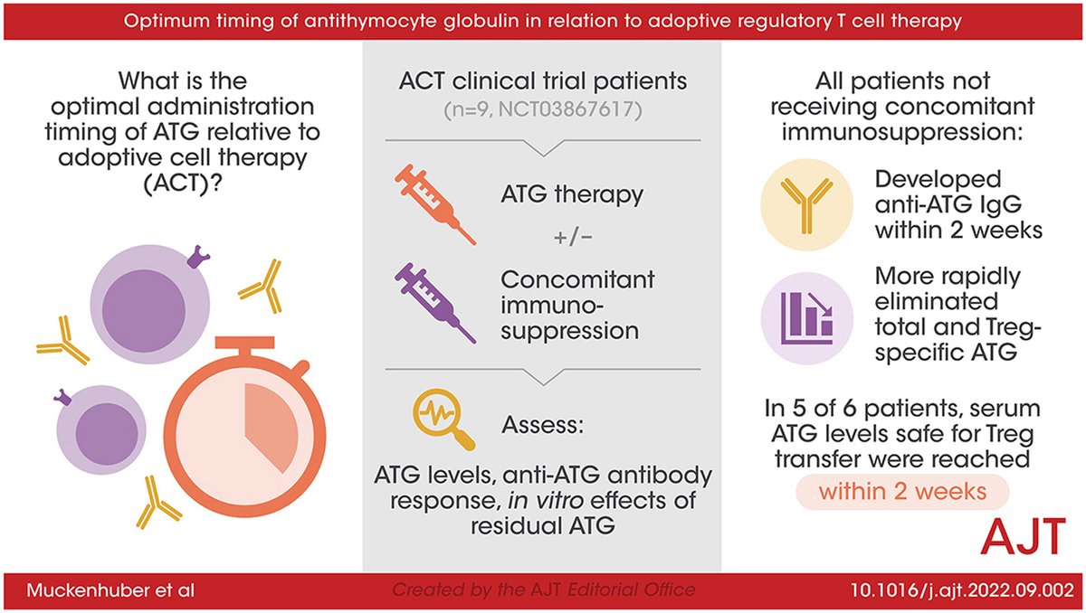 Brief Communication by Muckenhuber et al, “Optimum timing of antithymocyte globulin in relation to adoptive regulatory T cell therapy” doi.org/10.1016/j.ajt.…