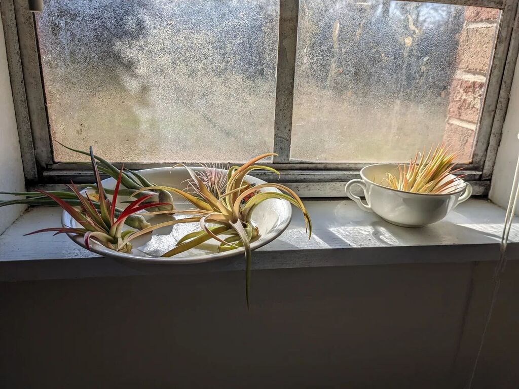 AideeLadnier's tweet photo. New air plants! https://t.co/mdDSqBCfcV https://t.co/Ii4nnxr3Vx