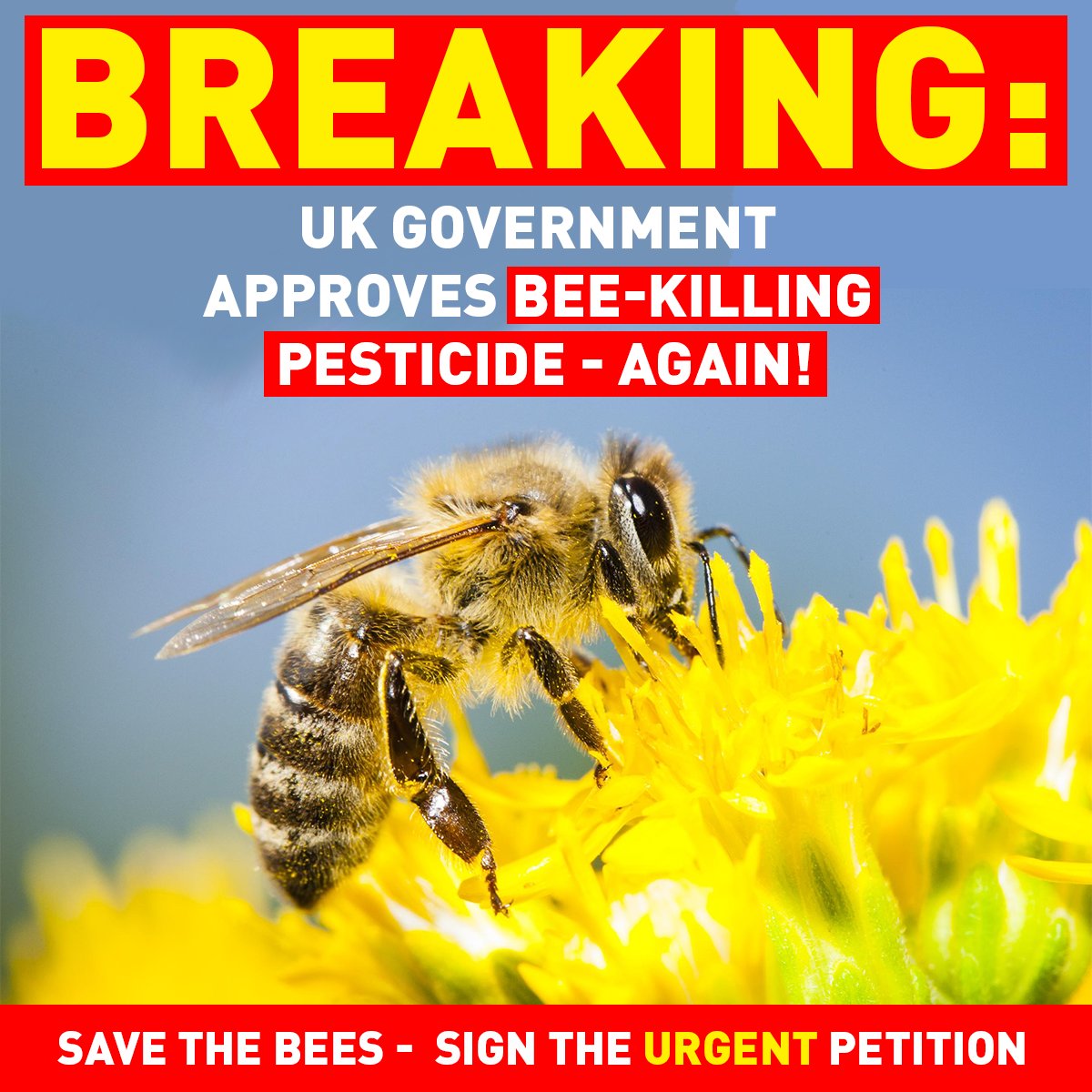 BREAKING: The government just approved the use of a BANNED bee-killing pesticide AGAIN! 

One teaspoon of the pesticide is enough to kill 1.25 billion bees - it should be kept away from them!
⁠
Who else thinks the government should listen to the science and NOT the sugar lobby?