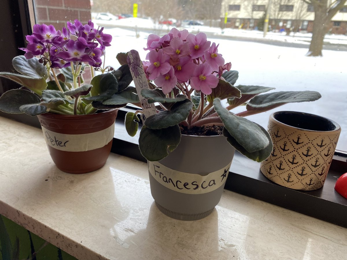 MsHarnden's tweet photo. My students think my plant died because I fed it sparkling water. I disagree. Enter Peter and Francesca. Peter will be given a diet of regular flat water, Francesca will enjoy the taste of sparkling lemon lime. Learning opportunities are everywhere. #ONschoollibraries https://t.co/QnxWuF7WCe