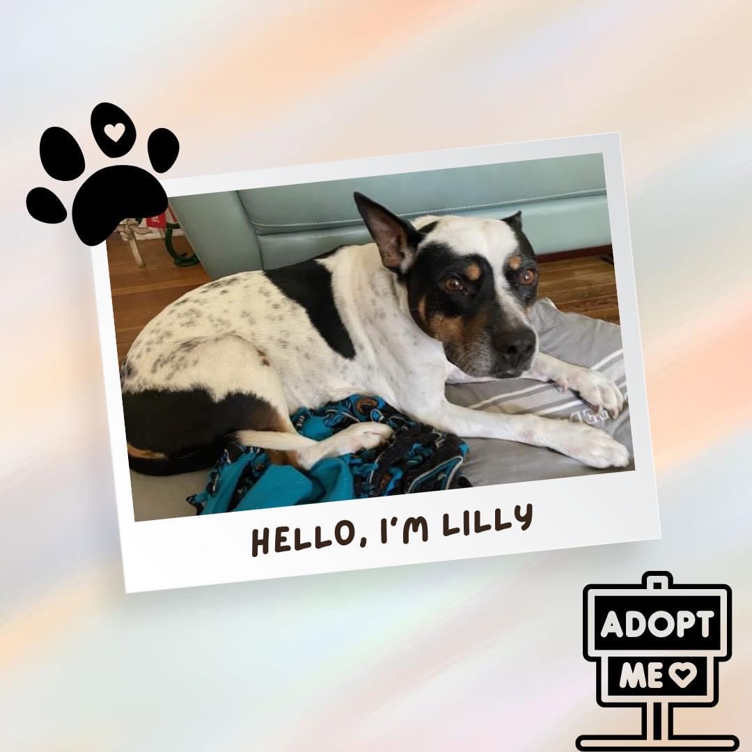 EdenDogRescue's tweet photo. Our girl Lilly, who is 12 YO, has been waiting months for her #foreverhome.
Lilly is NOT dog friendly. The best option for her is a home w/NO other pets. She's #housetrained & #cratetrained.
Complete the adoption application & someone will be in touch: https://t.co/0yK5pPVV8O https://t.co/VvvPAEVmks