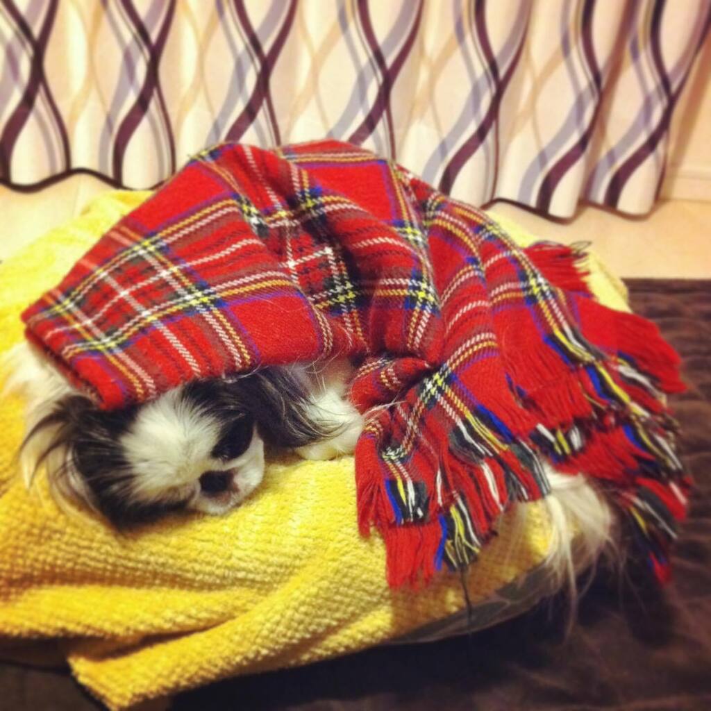ruby_kii's tweet photo. good night, stay warm! 雪の多い地方のかた、どうかお気をつけて。 #tb #throwback #december2011 #11yearsago #狆 #JapaneseChin #dog #chinstagram #squishyfacecrew #秘密結社老犬倶楽部天国支部 #imissyou https://t.co/UMAREQsh7H https://t.co/4F5LCovRuR