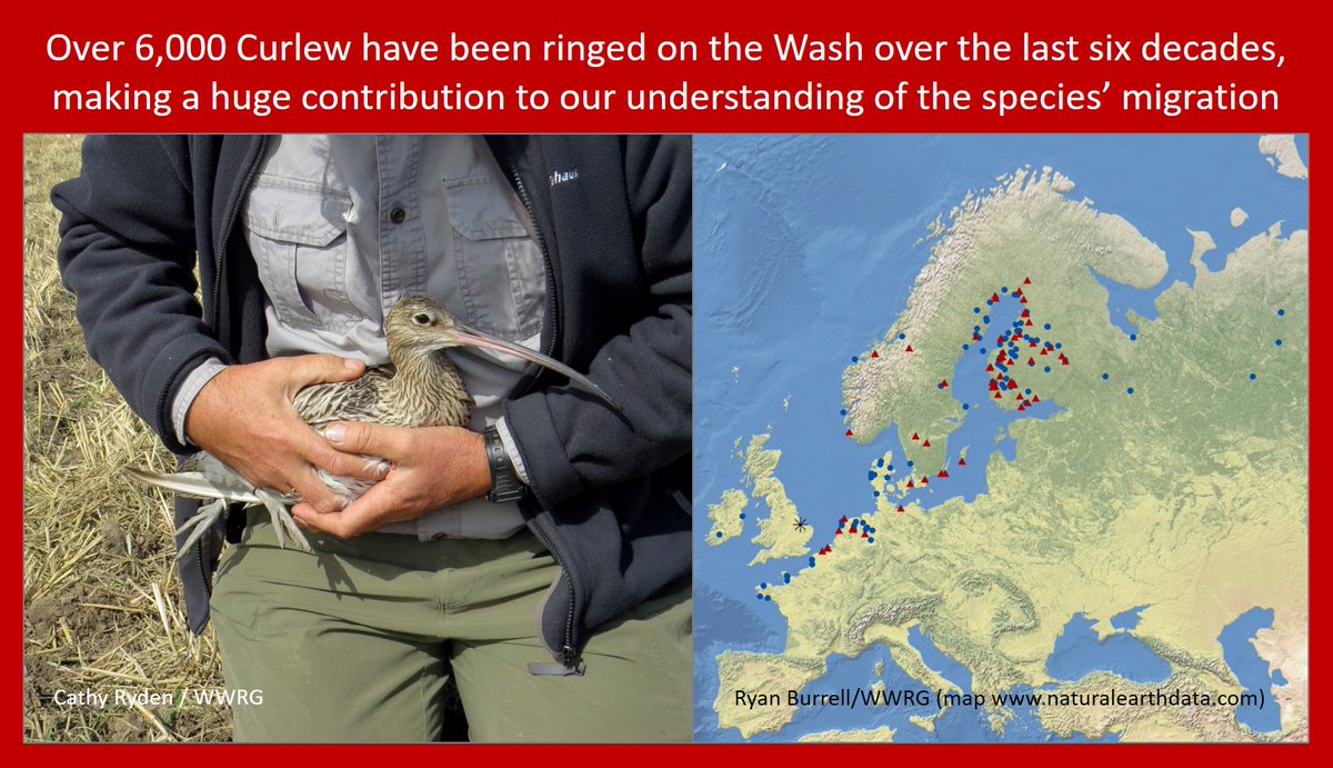 The #Winterwatch team are going to be highlighting the wonderful #waders of the Wash this evening. Hope they mention the newly threatened tidal barrage! Blog about why the Wash is so important to species such as #Curlew: wadertales.wordpress.com/2019/08/15/six…