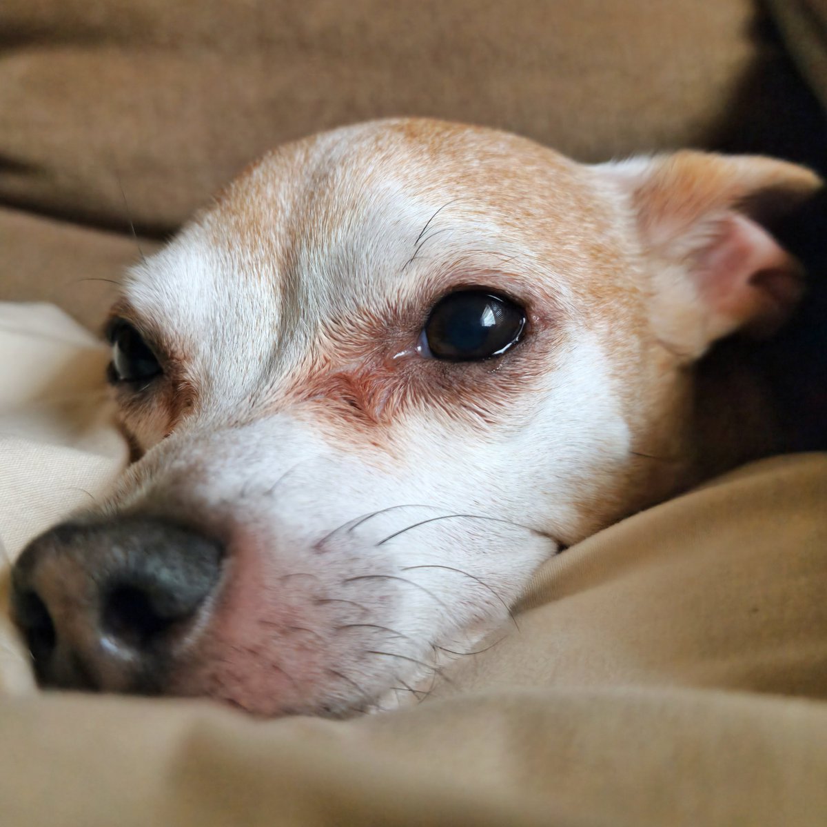 Morning Nelly

#dog #dogs #dogsofinstagram #nelly #chihuahua #chihuahuas #chihuahuasofinstagram #goodmorning