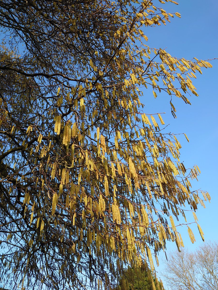 LindaStretch's tweet photo. @MaudieStokes43 Snap! #catkins https://t.co/cZEPMamdd0