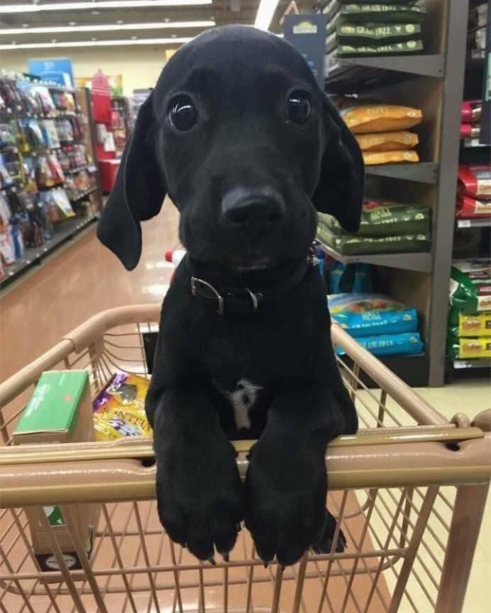 Quando as pessoas decidem adotar, os animais de pelagem escura geralmente são os últimos a serem escolhidos

Adote um cão preto 🖤