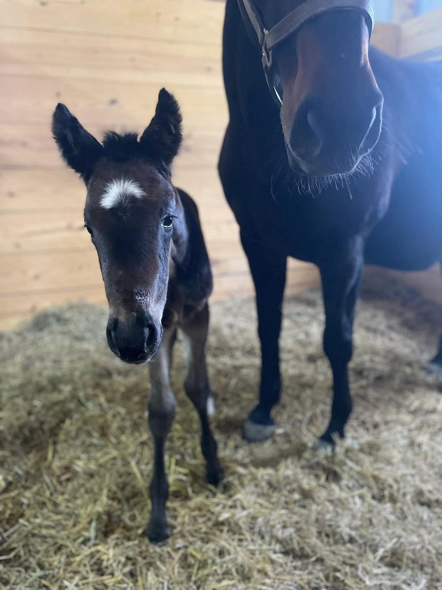 First foal of 2023 for Indiana sire Charming Kitten!
Born Jan. 23, 2023
Sire: Charming Kitten (IN)
Dam: Hassled
Broodmare Sire: Quiet American

Born @ Breakway Farm!
#INDsired #INDbred #INHorseRacing #FoalWatch23 #ThoroughbredBreeding