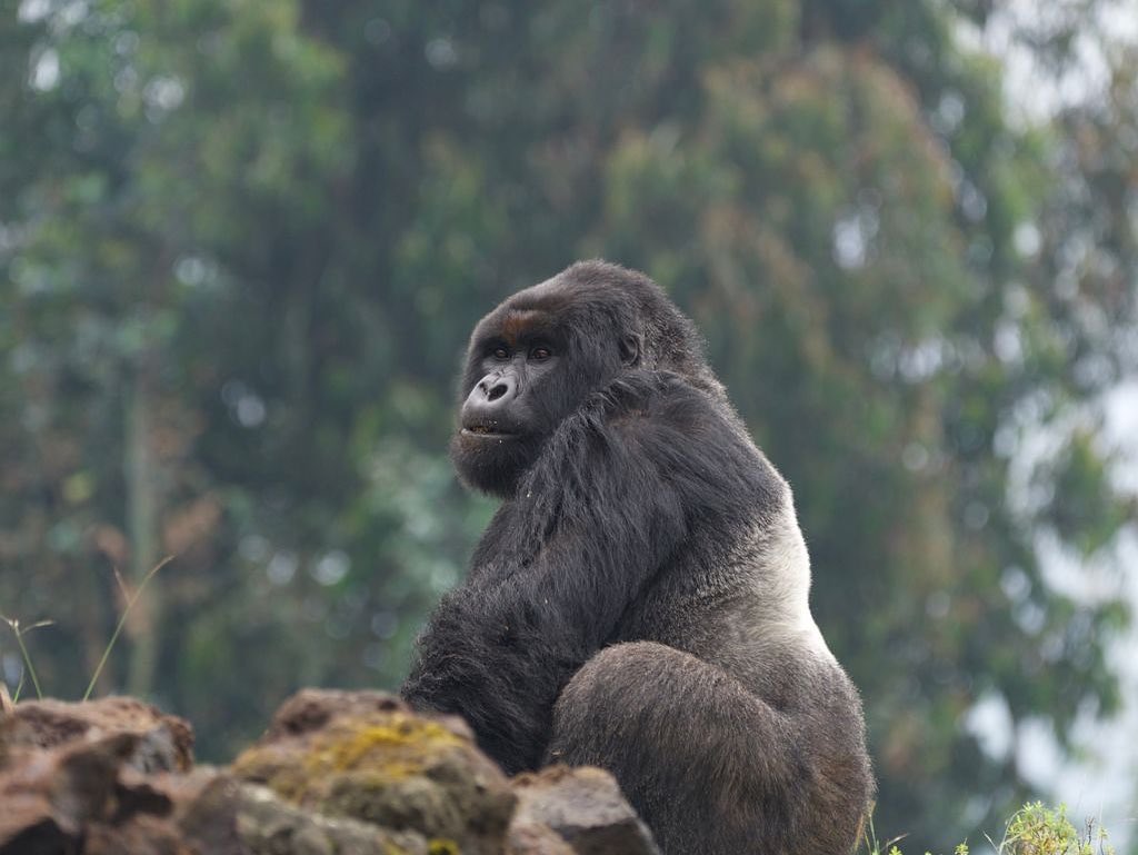 Your 2 days Rwanda gorilla safari takes you to Volcanoes National Park for gorilla trekking. Volcanoes National Park is in northwestern Rwanda.
gorillatrackers.com/2-days-rwanda-…
#gorillatrekking #rwandagorillasafari #gorillasafari #mountaingorilla #gorillas