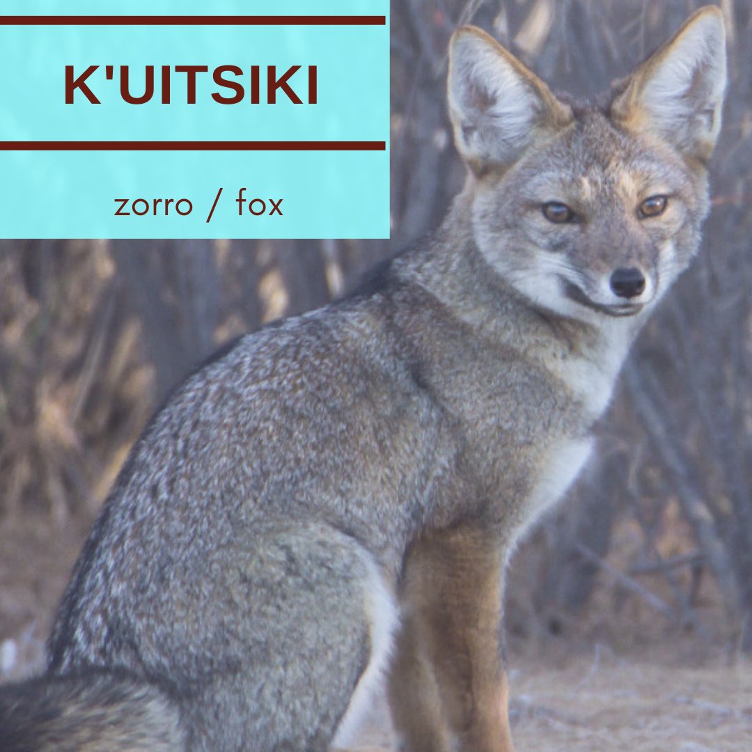 ¡Buenos días! La palabra de hoy es k’uitsiki ‘zorro’. ¿Cómo lo dicen ustedes?
#Purhépecha #Pˈorhe #Kˈumajchuni #Comachuén