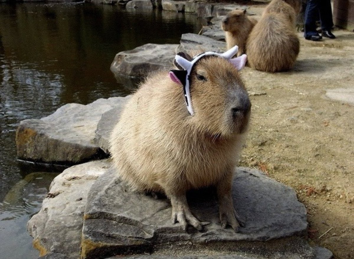 CAPYBARA MAN tweet media
