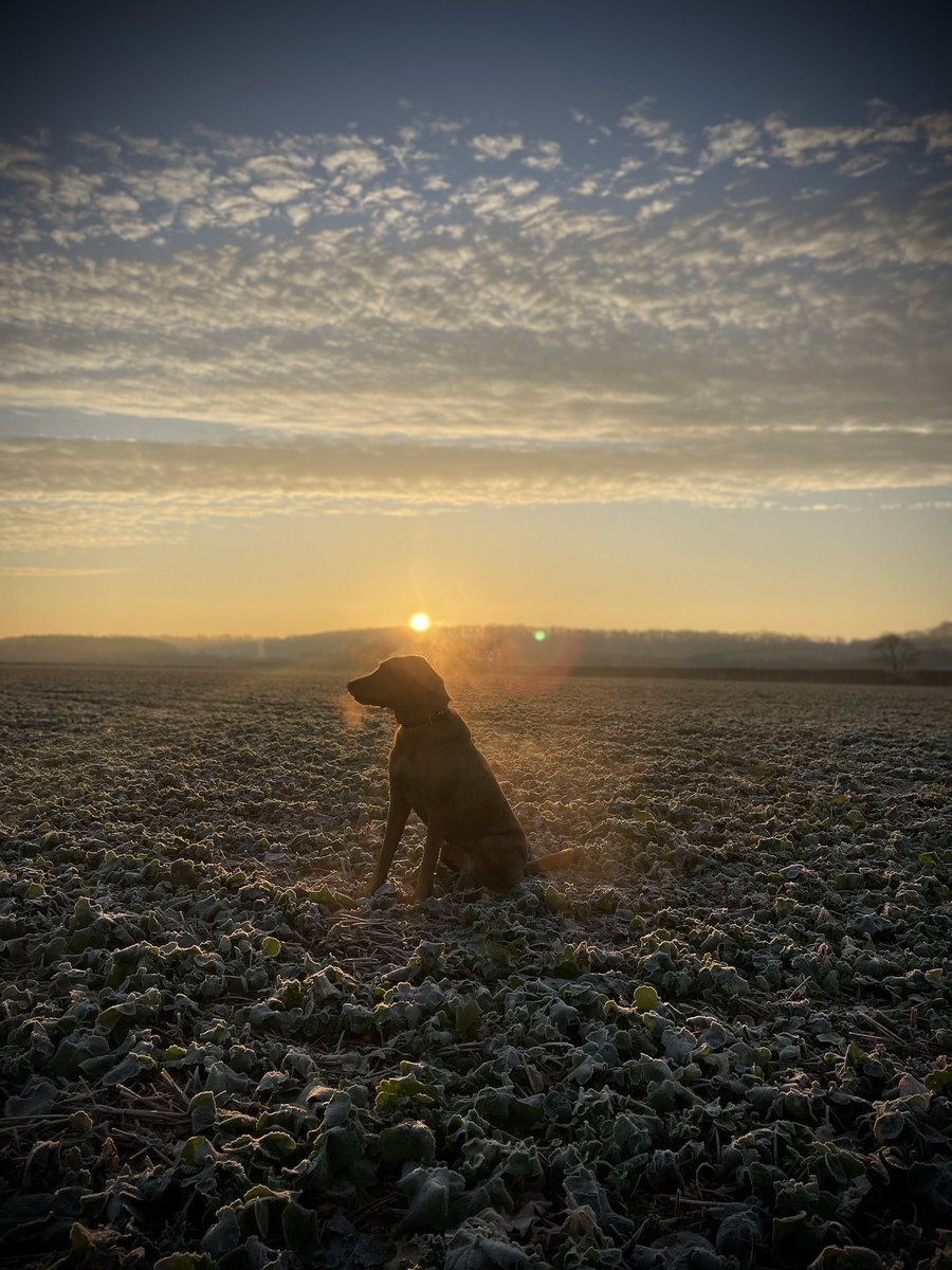 Winter mornings @BASFcropUK GAI testing Oilseed Rape Campus @KWSUKLtd. Reading a GAI of 2.14 #eastmidsagronomy @Farmacy_Plc