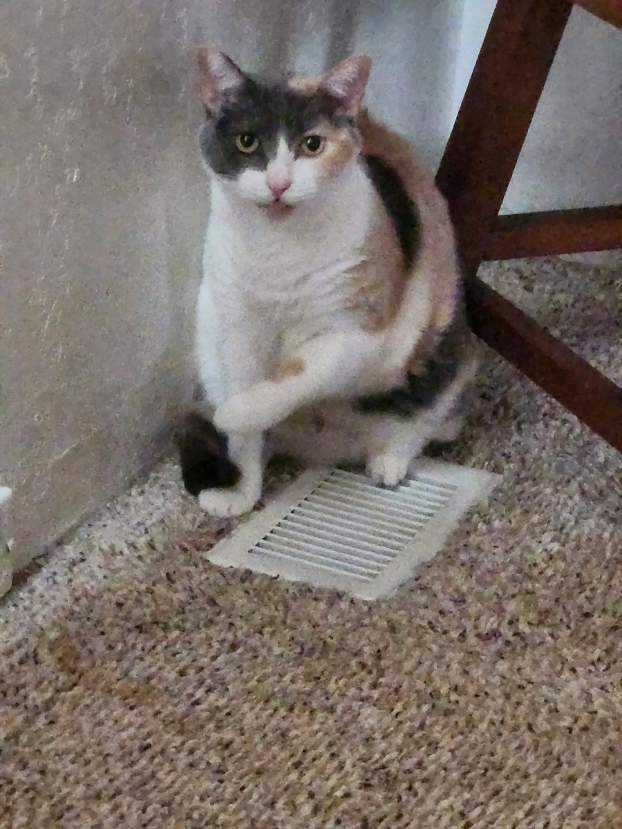 maxx__creates's tweet photo. Cat: What? It's warm!
My husband said I'm just jealous it's not me sitting there.
He's right ๐คฃ
#CatsofTwittter #imalwayscold https://t.co/yEwmmSL69w