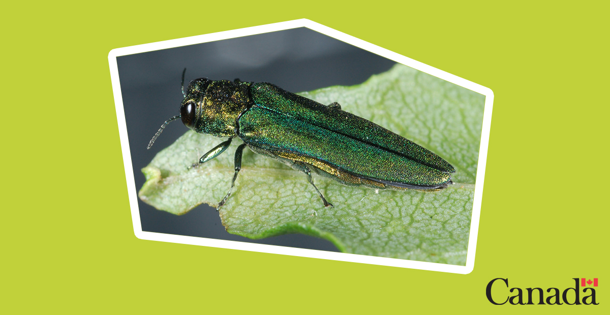 In 2002, #CFIA investigated the first North American population of the #EmeraldAshBorer. 🐞🔍

Don't bug out! #CFIA continues to protect our ash trees from this destructive pest: bit.ly/3D8JLdr

#25for25 #CFIA25 #PlantHealth