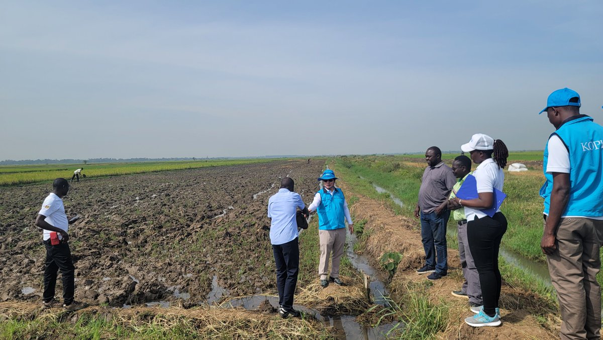 KopiaUganda's tweet photo. Field visit to Doko irrigation rice scheme.
KOPIA together with the NACRRI team donated rice seed to growers and also visited the new site for Aromatic rice seed multiplication.
@NARO_NaCRRI https://t.co/8ymphkFVxp