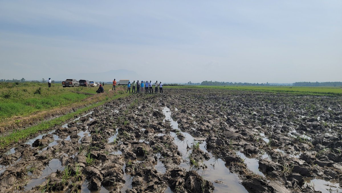 KopiaUganda's tweet photo. Field visit to Doko irrigation rice scheme.
KOPIA together with the NACRRI team donated rice seed to growers and also visited the new site for Aromatic rice seed multiplication.
@NARO_NaCRRI https://t.co/8ymphkFVxp