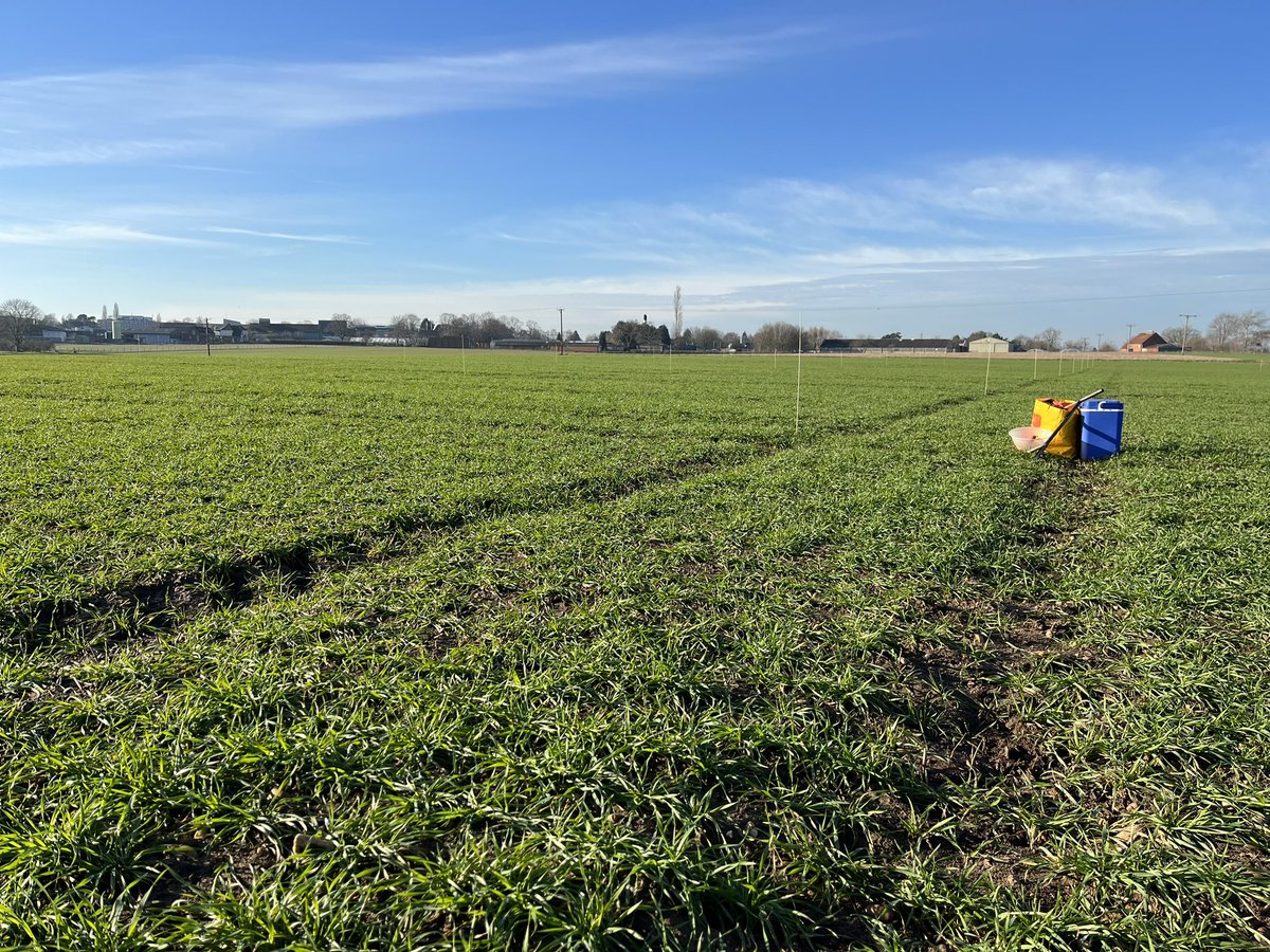 TomBott10's tweet photo. Soil sampling at the small-scale experimental plots for the @TheBiocharDemo. These plots are exploring different biochars, with repeated annual applications, on arable fields. Amazing weather for January!! https://t.co/EqCTxyV9Co