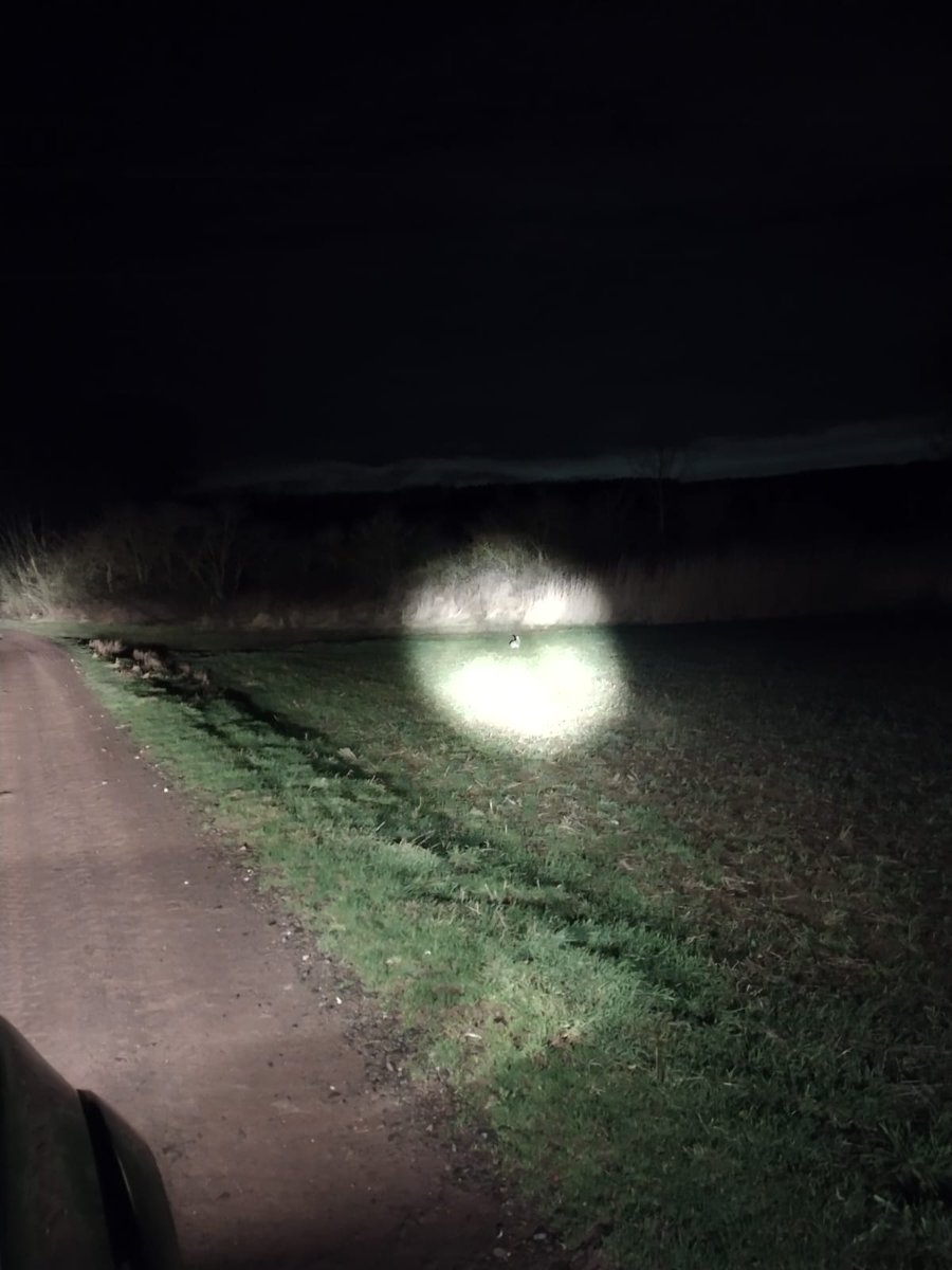 Great hare survey at one of the Scottish @PARTRIDGE_NSR sites last night with rabbits, roe deer, countless hares, and 3 barn owls! It really is a #NighttimeSafari #FarmingWithNature #Fieldwork #BrownHare