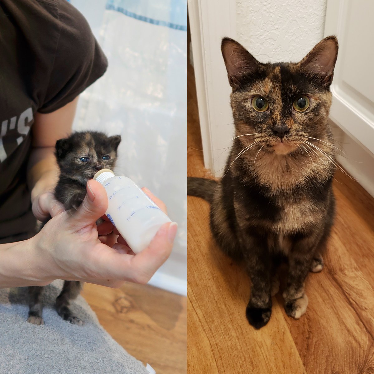 ColeTheBlackCat's tweet photo. Tiny torties sure are cute... (the full size versions are too!) 🤎

Did you know JUGG is short for Juggernaut? ... She'd barge through her two sisters to get to the bottle first! 😂

#TortieTuesday #JuggAndZigZag #FosteringSavesLives https://t.co/Q76FCr9m8a