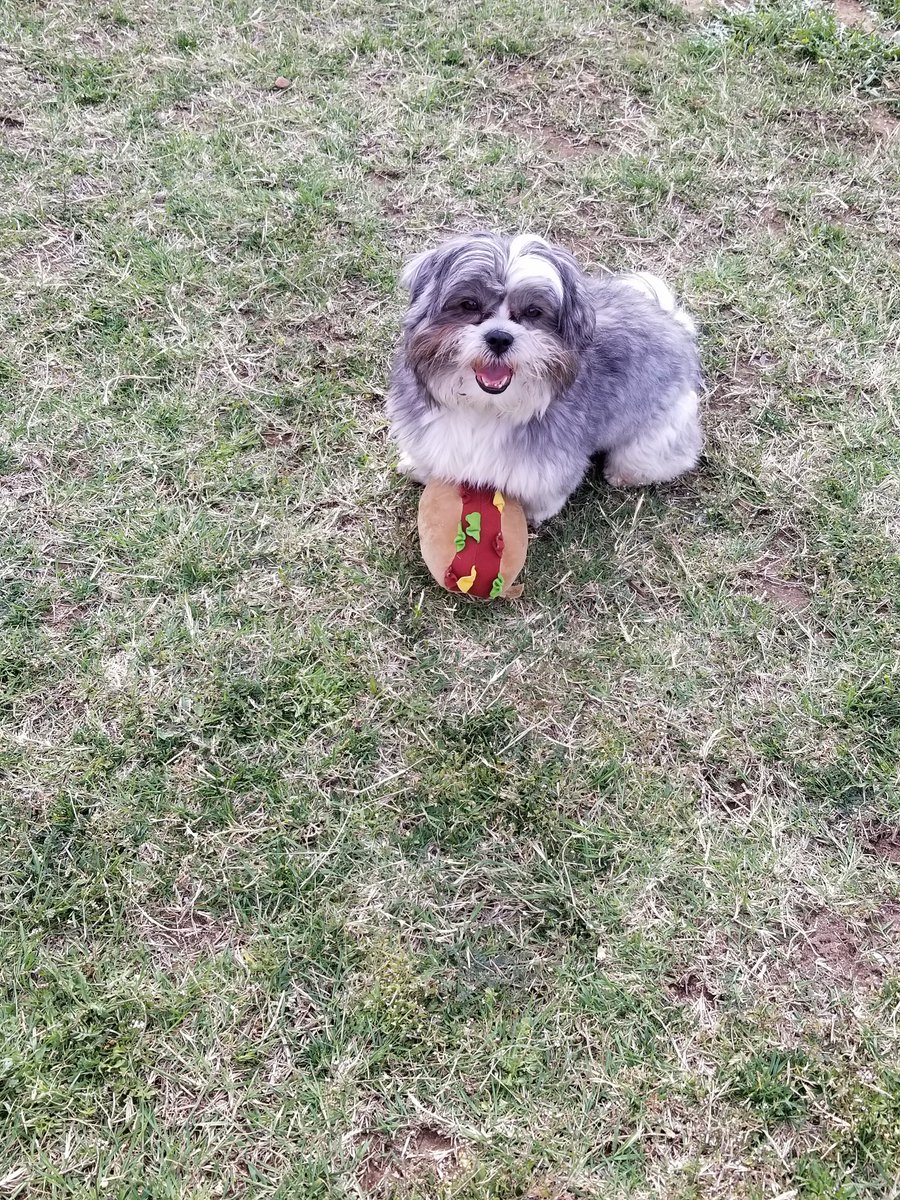 TedNTodd's tweet photo. @The3Yorkiteers @inherwritemind @WickerdyWoo @MrWuggums Good Morning Everybody,  today is the best day its Todd-co Tuesday so I shares my jam of the day https://t.co/dtVre87UBw

#magicjukebox #chilltent #xanawu #tacotuesday #dogsoftwitter #CatsOfTwitter #anipals https://t.co/XKVglgMjQa