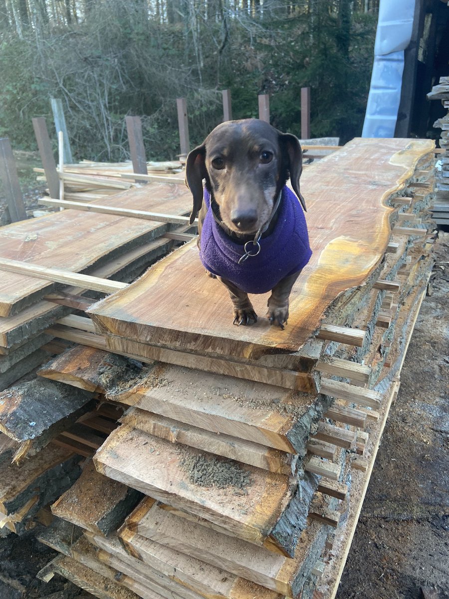WenTimberCentre's tweet photo. Our little Cherry, showing some Cherry logs before and after milling ππ. These boards will be ready next year so keep an eye out for them then #cherry #sausagedog #sausagedogsofinstagram #sawmill #localtimber #readynextyear https://t.co/TvxR0fbCAg