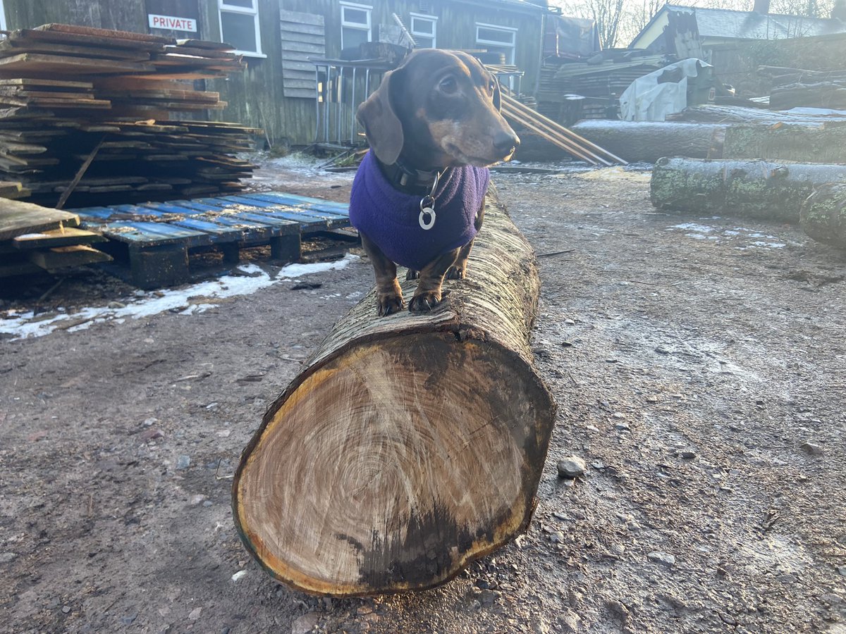 WenTimberCentre's tweet photo. Our little Cherry, showing some Cherry logs before and after milling ππ. These boards will be ready next year so keep an eye out for them then #cherry #sausagedog #sausagedogsofinstagram #sawmill #localtimber #readynextyear https://t.co/TvxR0fbCAg